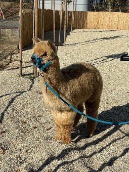 Alpaka samček béžový - 4