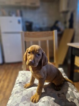 Madarska vyzla sPP - 4