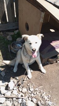 9 mesiacny pes kríženec husky - 4