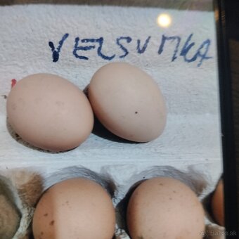 Velsumka zdrobnela - 4