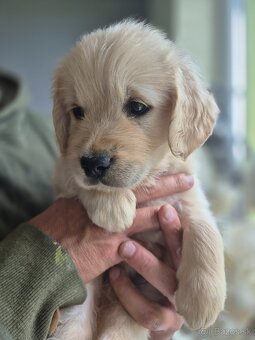 Zlaty retriever - 4