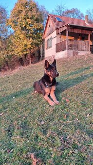 Vlčiak - 4