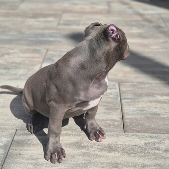 American bully xl - 4