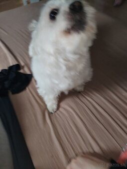 Predám maltezáka - 4