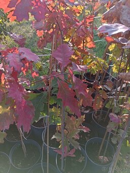 Platan javorolisty , dub cerveny - 4