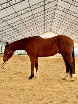 QH valach 3r. Na predaj - 4