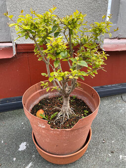 Ligustrum Vtáčí Zob bonsaj - 4
