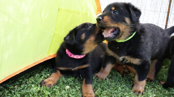 Beauceron - francouzský ovčák -  štěňátka s PP - 4