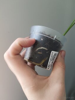 Monstera thai constellation - 4