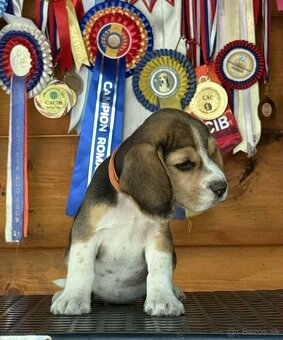 Bigel, bigl, beagle s PP /FCI/ - 4