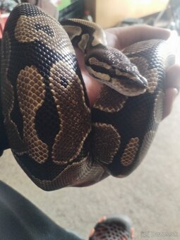 Python regius - 4