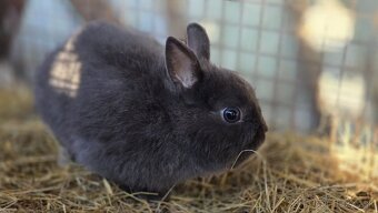 Zakrslý králik - 4