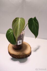 Izbové rastliny - 4