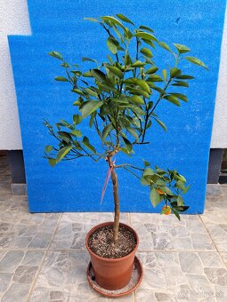 Citrus mitis mandarínka - 4