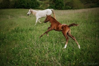 2 mesačný arab x appaloosa - 4