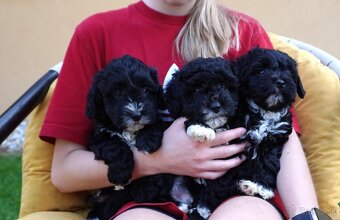 Maltipoo - 4