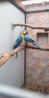 Ara ararauna - 4