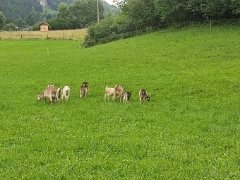 Kozy a kozlata na predaj - 4
