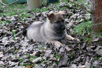 Nemecký ovčiak - šteniatka s PP - 4