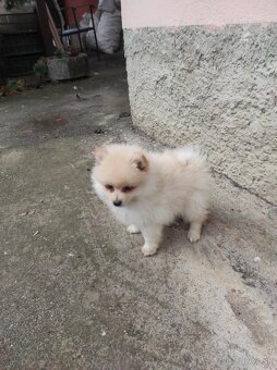 Nemecký špic Pomerian - 4