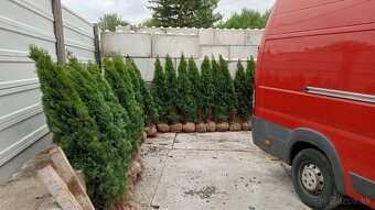 Tuja Smaragd, vavrínovec, červienka - Spišská Nová Ves - 4
