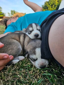 HUSKY šteniatka - 4