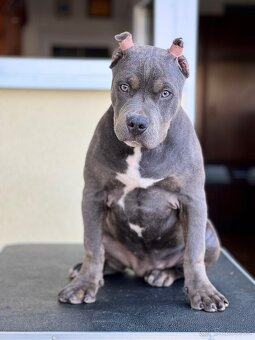 American bully xl s PP - 4