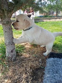 Zlatý Retriever / Golden Retriever s PP - 4