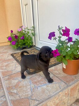 mops - 4