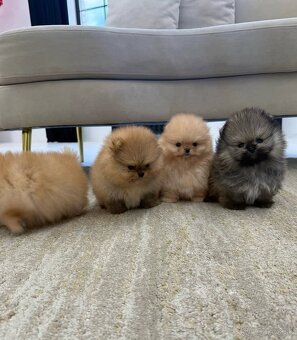 Pomeranian mini - 4