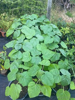 Paulownia Tomentosa rýchlorastúci strom - 4