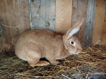 Burgundsky králik - 4