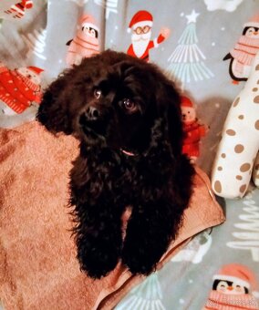 Americký kokeršpaniel/rodokmeňom fci - 4