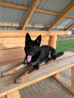 Nemecký ovčiak - 4