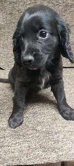 Anglický kokeršpaniel - 4