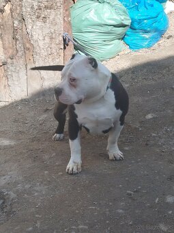 Bully - 4