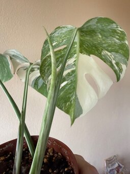 Monstera albo variegata 2 - 4