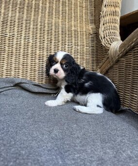 cavalier king charles spaniel - 4