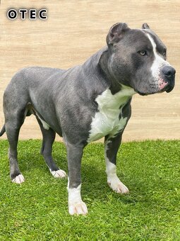 Šteniatka - Americký stafordšírsky teriér (Amstaff, Staford) - 4
