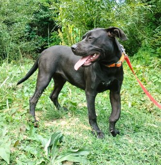 Darujem skvelú rodinnú sučku Daisy - mix bull a labrador - 4