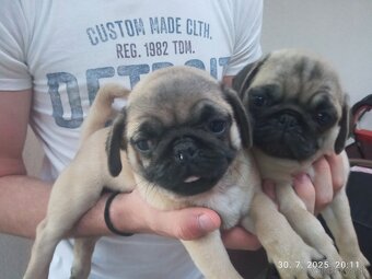 Mops predam - 4