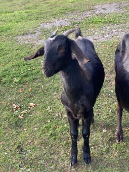 Anglonubijská koza - 4