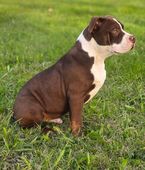 American bully - ch.s. Family Muscle Bullies - 4