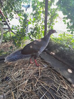 Bažant strieborný - 4