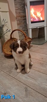 Borderská kólia, Border kólia bez PP - 4