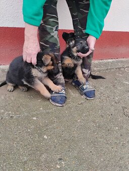 Nemecký ovčiak - 4