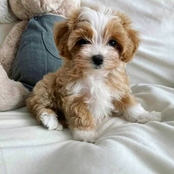 Maltipoo - 4