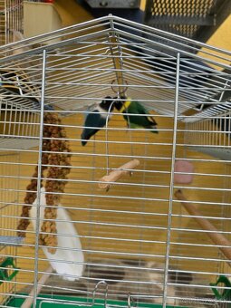 Agapornis personata spolu s klietkou. - 4