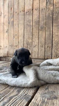 Belgický Ovčiak Malinois - 4