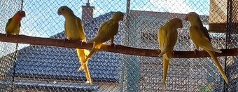 Predám papagájov: - 4